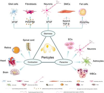 Frontiers | Brain Pericyte Biology: From Physiopathological Mechanisms ...